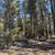 #6 Cloudcap ~ Mt Scott Meadow ~ 1.23 Acres ~ Many Trees 4 thumbnail