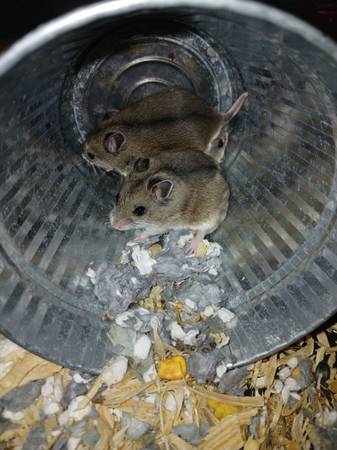 Chinese hamsters 1