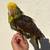 Parrot 5 thumbnail