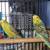 Parakeets 1 thumbnail