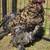 Silkie Chickens 3 thumbnail