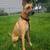 Rehoming German Shepherd Mix 4 thumbnail