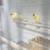 Canary birds 3 thumbnail