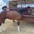 Grade 6 year old gelding 2 thumbnail