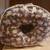 Boppy Pillow (used once) 2 thumbnail