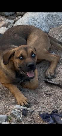 Available for free adoption 1