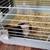 Guinea pig 1 thumbnail
