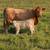 Cow Calf Pair 1 thumbnail