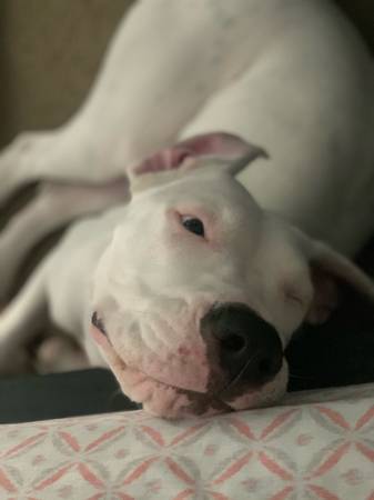 Rehoming Beautiful Female Dogo Argentino (No Fee) (Oakland)63659166746753124