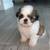 Shih Tzu Pups 1 thumbnail