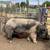 AI Teaser Boar & Testing Cycles 1 thumbnail
