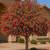 Bottle brush trees 1 thumbnail