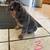 English/Frenchie Mix Puppies 10 thumbnail