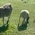 Cabras/Borregas 1 thumbnail