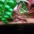 Plecos plecos, huge tiger lotus Aquarium Plants 1 thumbnail