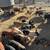feeder pigs 10 thumbnail
