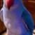 Violet Ringneck parrot 5 thumbnail