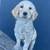 F1Goldendoodle puppies 3 thumbnail