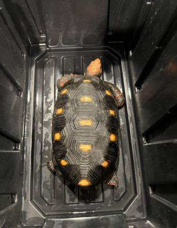 LOST TOROISE (Fort Myers)63977624935427120