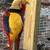 Fancy Golden Pheasant baby chicks 4 thumbnail