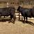 3 Brangus heifers GENTLE 2 thumbnail