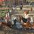 Laying hens and roosters 2 thumbnail