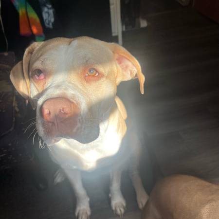 Pitbull boxer to a go home 1