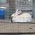 Bunnies 3 thumbnail