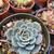 SUCCULENTS: Echeveria and other plants for sale: Large Variety $5 each 17 thumbnail