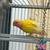 Love bird pair 4 thumbnail