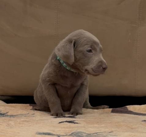 Akc Silver Labs (Circleville)63860185201409123