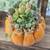 Mini Succulent Pumpkins 🎃 $5 2 thumbnail