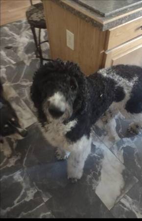 Standard Parti poodle 1