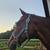 Big Bay thoroughbred mare 4 thumbnail