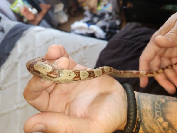 Red Tail Boa with complete setup551361372803584001