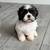 Shihtzu 1 thumbnail