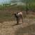 alpine goat 4 thumbnail