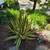 Agave Americana variagata - typical and Matsumoto pups 3 thumbnail