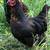 Ivory Sasso Lavender Orpington hens 3 thumbnail