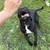 1 year old Lab mix 4 thumbnail