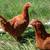 Young chicken pullets 10 thumbnail