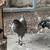 Pullets 16 thumbnail