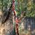BOW-GORGEOUS ASIAN HORSE BOW-NEW 1 thumbnail