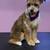 Aussiedoodle 1 thumbnail