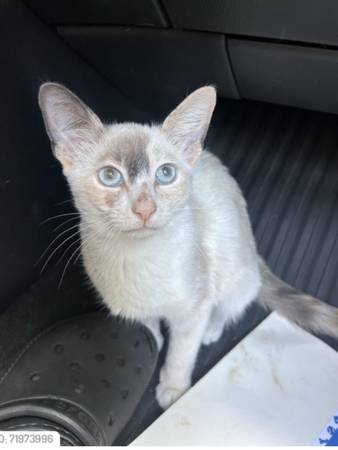 FREE TO GOOD HOME (Raleigh)63980446436994121