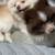 4 month old Pomeranian boy 5 thumbnail