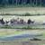 Free Range Laying Chickens for Sale (Mixed breed flock) 3 thumbnail