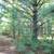 Prime Hunting Property and Cabin 11 thumbnail