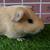 Guinea pig Male (Savethepetz) 11 thumbnail