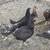 Chickens 3 thumbnail